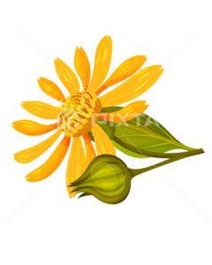 Arnica Midwifery - Lauren Hake CPM LDM